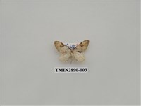 藏品(尺蛾622)的圖片